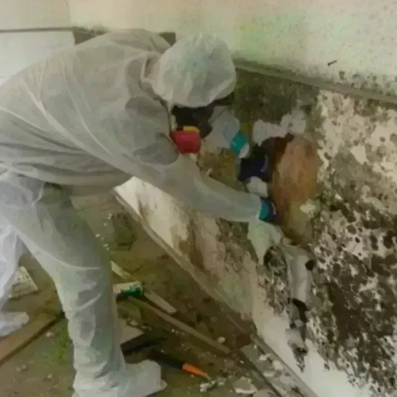 Mold Remediation and Removal in Central City, CO